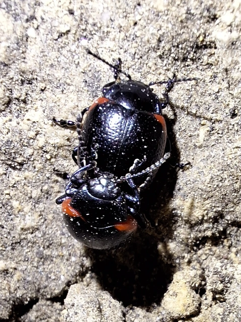Chrysolina rossia - trapézhátú szegélyeslevelész