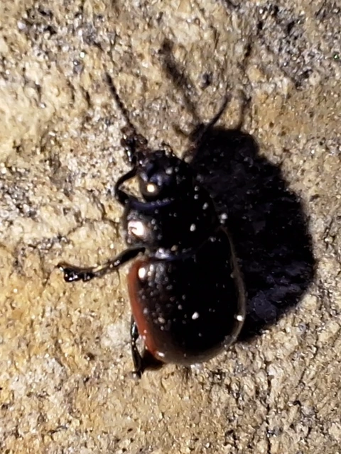 Chrysolina marginata - nyúlánk szegélyeslevelész