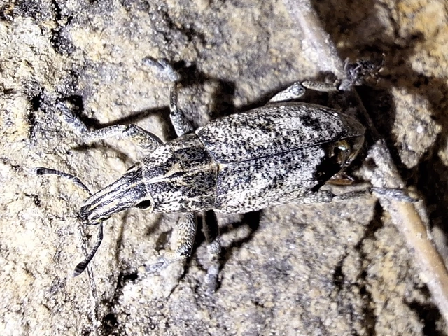 Cleonis pigra - közönséges bogáncsbarkó