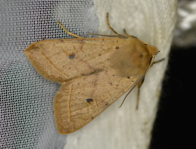 Leptologia macilenta - gyertyán-őszibagoly