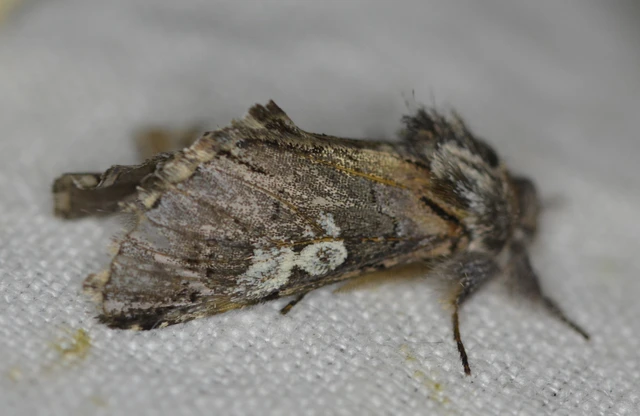 Diloba caeruleocephala - őszi kékesbagoly