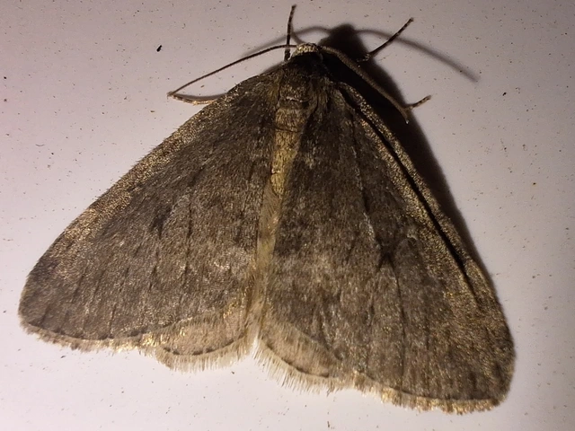 Epirrita christyi/dilutata