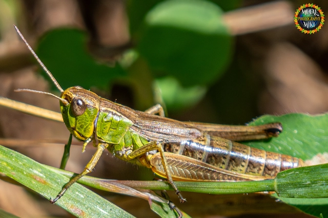 Pseudochorthippus parallelus - közönséges rétisáska