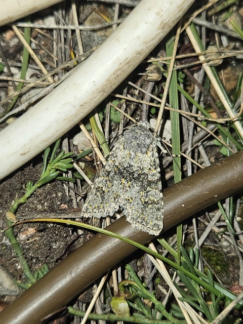 Polymixis xanthomista gyurovicslaszloi - Gyurovics László tarkabaglya