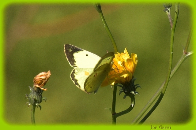 Colias erate - csángó-kéneslepke