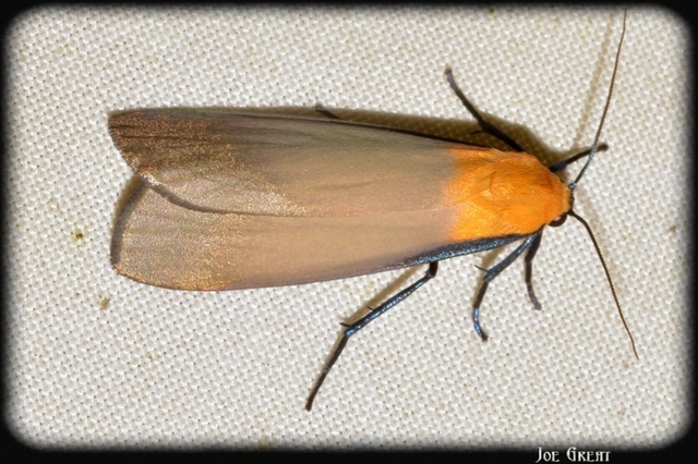 Lithosia quadra - négypettyes zuzmószövő