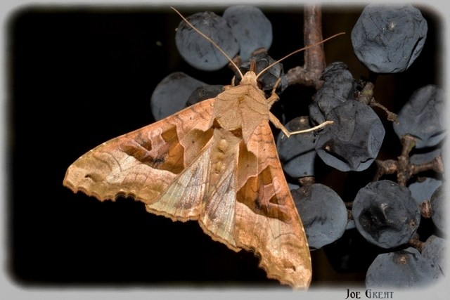 Phlogophora meticulosa - vándorló csipkésbagoly