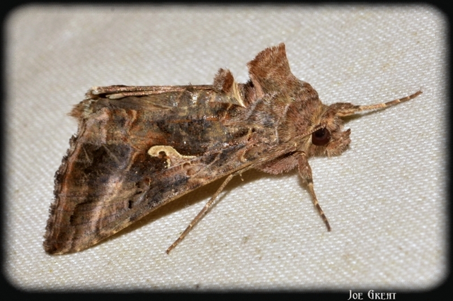 Autographa gamma - gammalepke