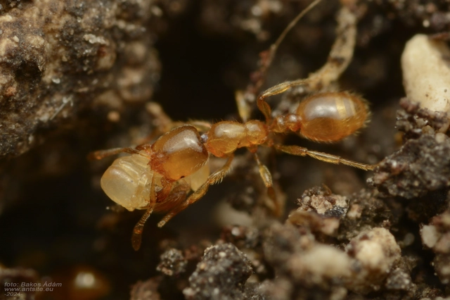 Solenopsis fugax - tolvajhangya