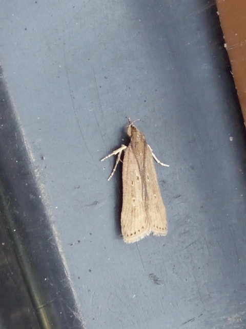 Helcystogramma triannulella - szuláksodró lápimoly