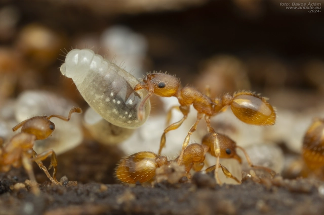 Temnothorax crassispinus - gubacslakó kéreghangya