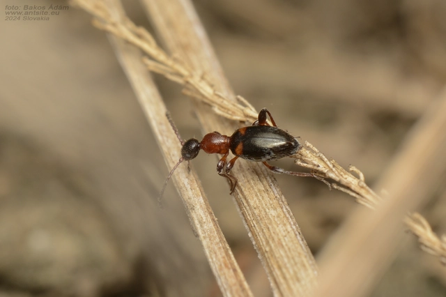Anthelephila pedestris - hangyaszerű fürgebogár