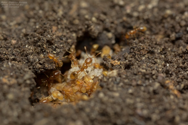 Solenopsis fugax - tolvajhangya