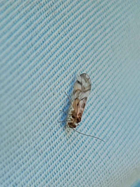 Psocoptera - Fürgetetvek