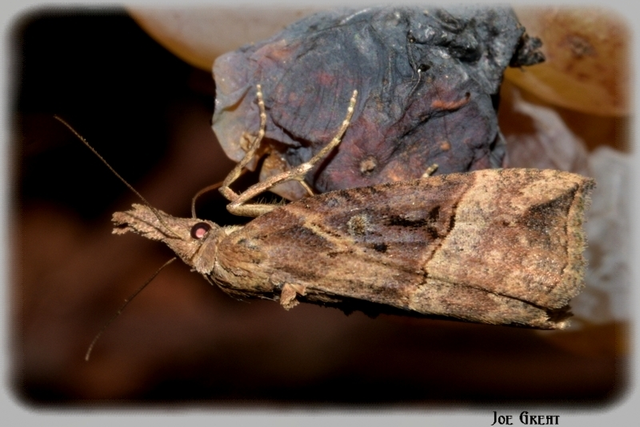 Hypena rostralis - közönséges karcsúbagoly