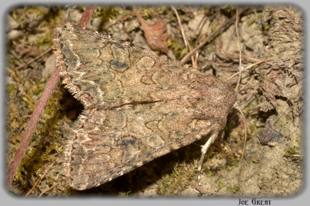 Hadula trifolii - lóherebagoly