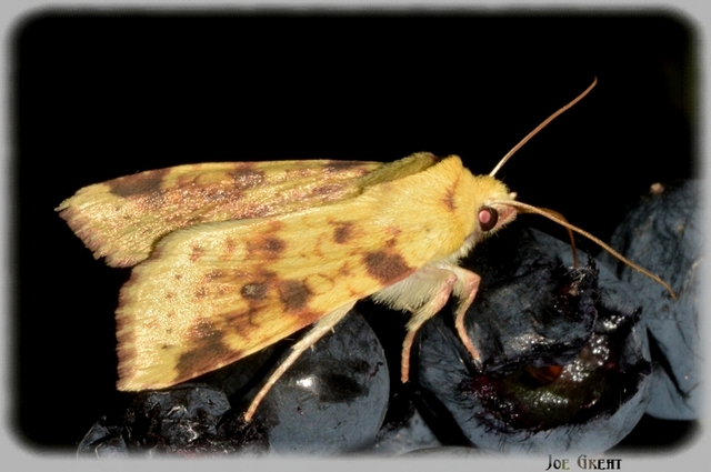 Cirrhia icteritia - nyárfa-sárgabagoly