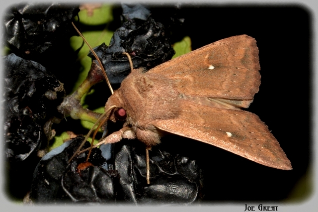 Mythimna albipuncta - fehérpettyes rétibagoly