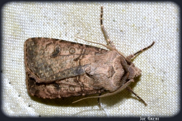 Agrotis segetum - vetési földibagoly