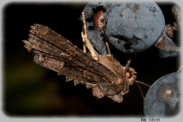 Mesapamea secalella/secalis