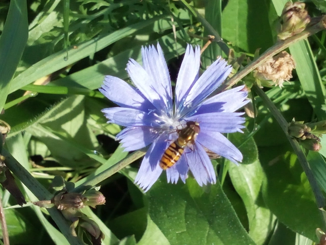 Episyrphus balteatus - ékfoltos zengőlégy