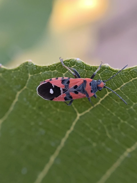 Lygaeus equestris/simulans