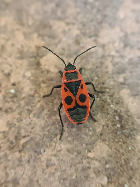 Pyrrhocoris apterus - verőköltő poloska