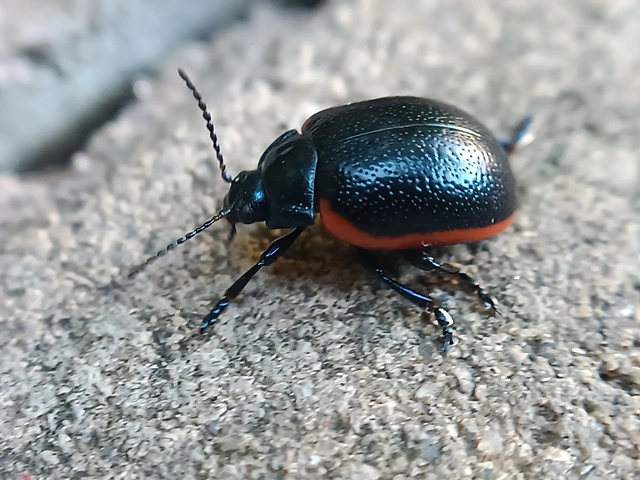 Chrysolina rossia - trapézhátú szegélyeslevelész