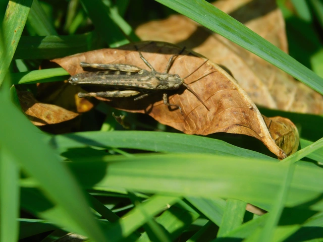 Chorthippus (Glyptobothrus) (subgenus)