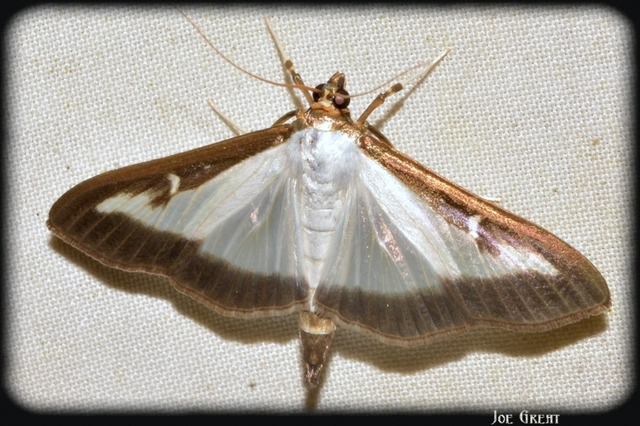 Cydalima perspectalis - puszpáng-tűzmoly