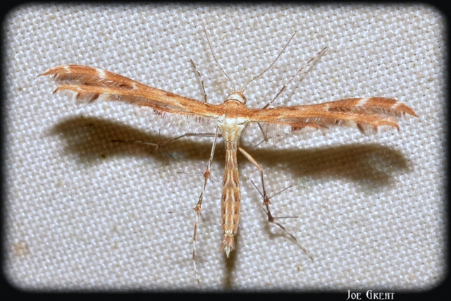 Pterophoridae - tollasmolyfélék