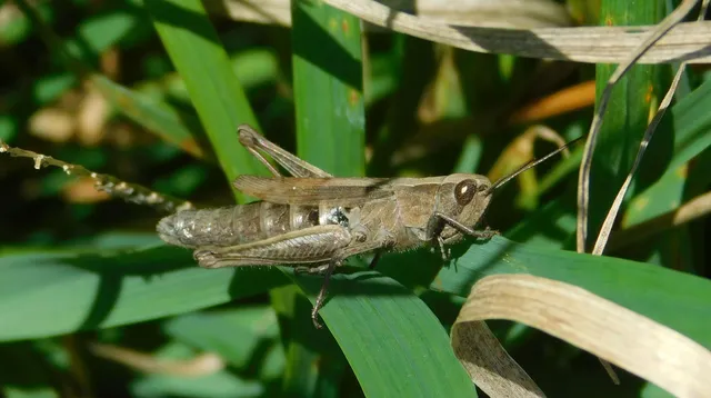 Euchorthippus declivus - rövidszárnyú rétisáska