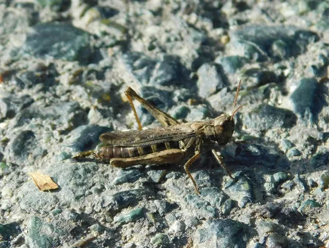 Chorthippus (Glyptobothrus) (subgenus)