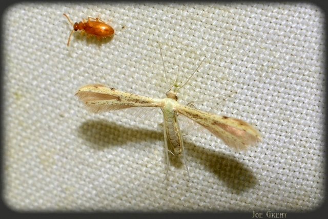 Pterophoridae - tollasmolyfélék