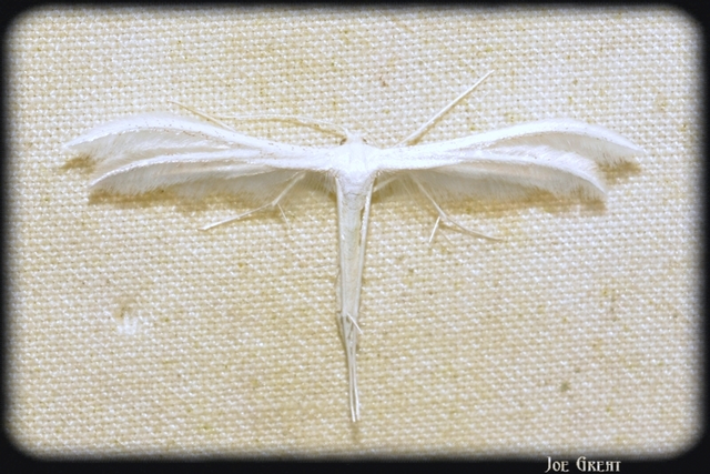 Pterophorus pentadactyla - fehér tollasmoly