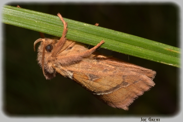 Triodia sylvina - kis gyökérrágólepke