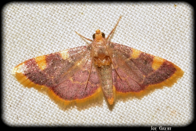 Hypsopygia costalis - szénailonca