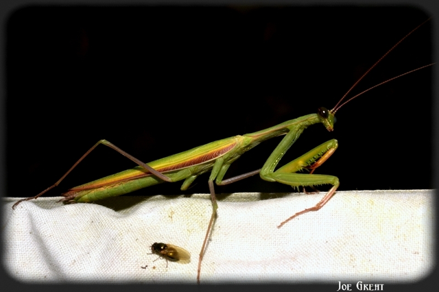Mantodea - Fogólábúak