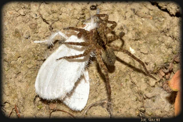 Pardosa