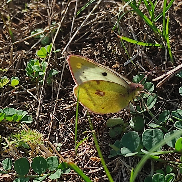 Colias hyale - kéneslepke