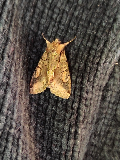 Allophyes oxyacanthae - galagonyabagoly
