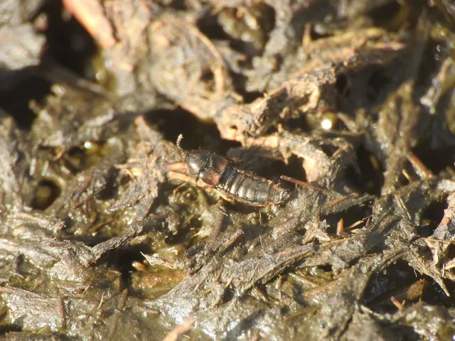 Aleochara tristis - érdes fürkészholyva