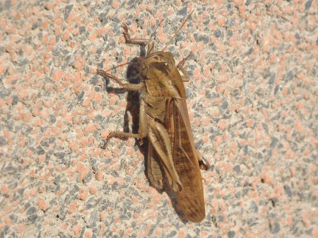 Locusta migratoria - keleti vándorsáska