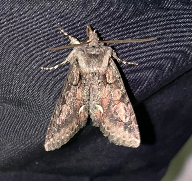 Allophyes oxyacanthae - galagonyabagoly