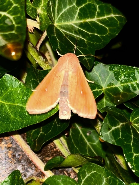 Mythimna unipuncta - hordabagoly