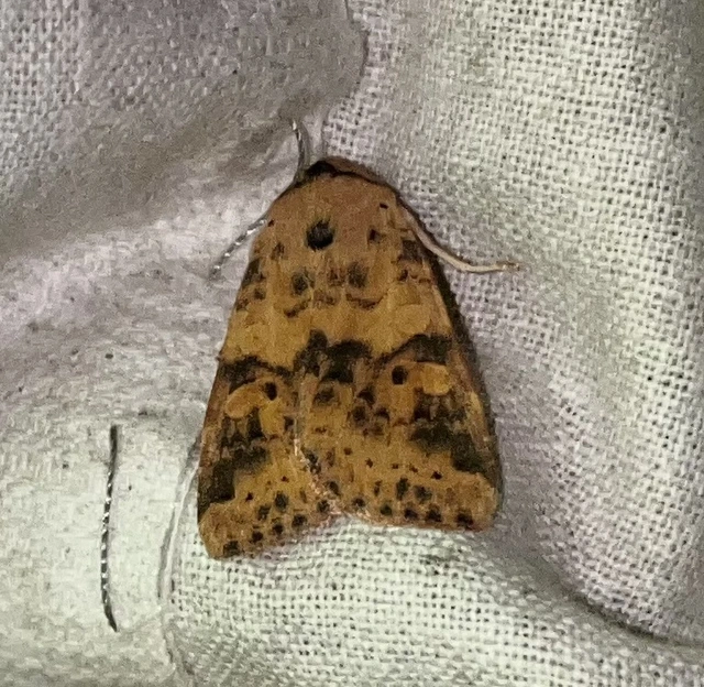 Cirrhia ocellaris - fakó sárgabagoly