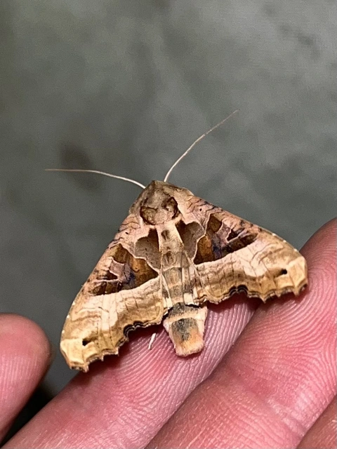 Phlogophora meticulosa - vándorló csipkésbagoly