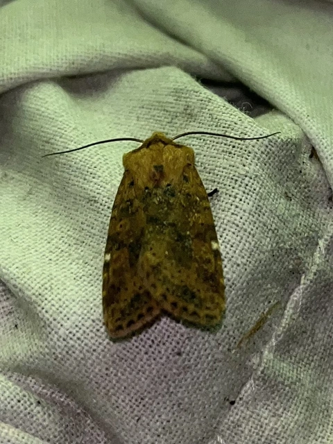 Conistra rubiginea - vörös őszibagoly