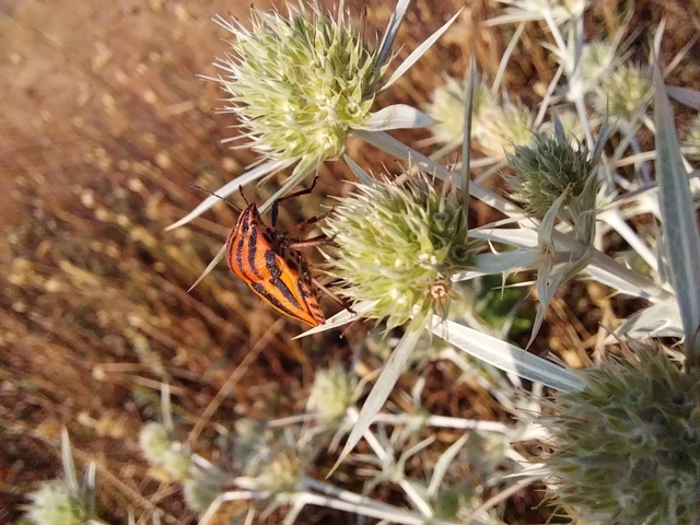 Graphosoma italicum - csíkos pajzsospoloska