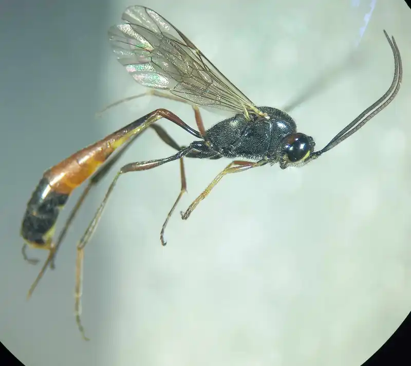Barylypa rufa